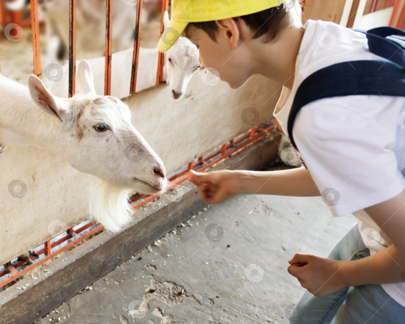 Скачать Мальчик кормит кормом молодых коз на ферме фотосток Ozero