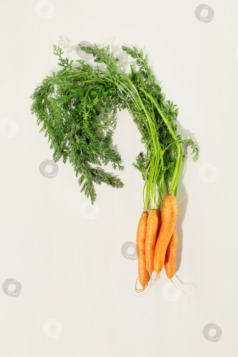 Скачать Садовая открытка с молодой, фермерской, натуральной морковью фотосток Ozero