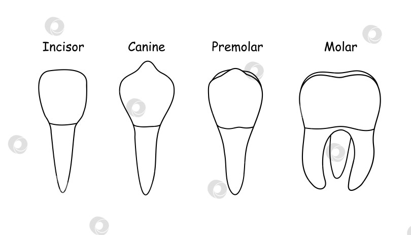Скачать типы зубов анатомия и строение костей человека фотосток Ozero