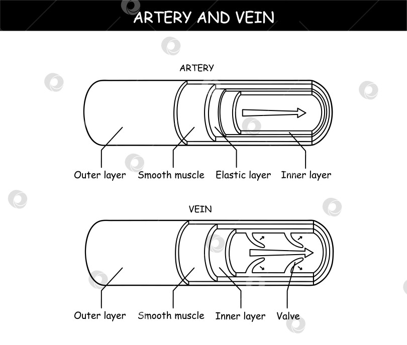 Скачать Векторная иллюстрация кровеносных сосудов с внутренней структурой артерий и вен фотосток Ozero