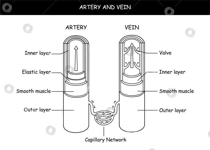 Скачать Векторная иллюстрация кровеносных сосудов с внутренней структурой артерий и вен фотосток Ozero