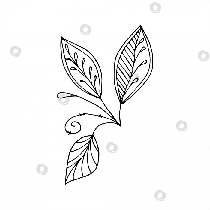 Скачать Фантастическая причудливая веточка с листьями, нарисованная от руки, книжка-раскраска с элементами каракулей для детей и взрослых фотосток Ozero