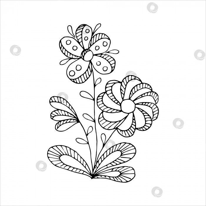Скачать Нарисованный от руки цветок - отдельный элемент каракули для раскрашивания, приглашения, открытки. Черно-белое векторное изображение фотосток Ozero
