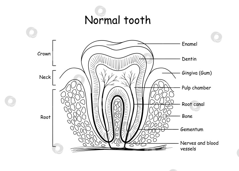 Скачать Анатомия зубов, точная с медицинской точки зрения иллюстрация фотосток Ozero