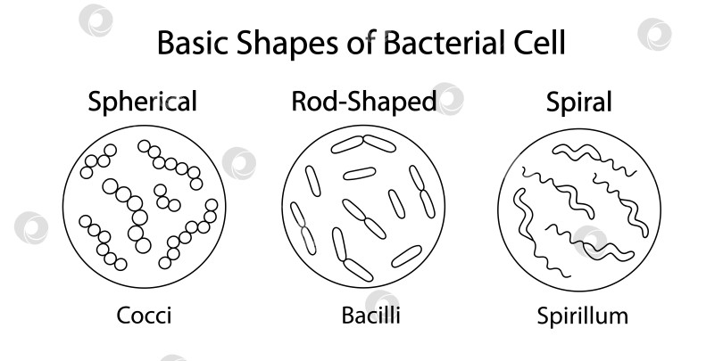 Скачать Три основные формы и расположения бактерий: сферическая, палочковидная и спиралевидная. фотосток Ozero