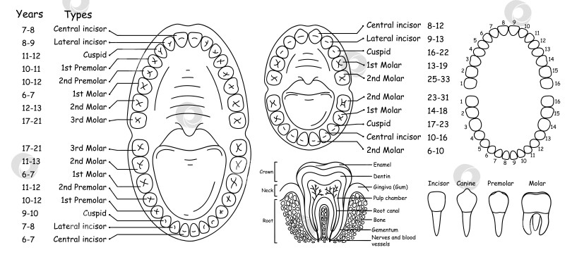 Скачать Набор анатомических изображений зубов и челюстей человека, расположение зубов у людей - взрослых и детей, набор векторных иллюстраций в стиле каракули фотосток Ozero