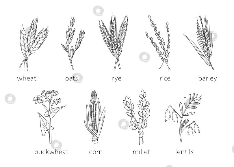 Скачать Рисунки на злаках, зарисовка проса, сельское хозяйство, пшеница, ячмень, рис, кукуруза, гречиха, просо, чечевица. Рисунки тонкими линиями о злаковых растениях. фотосток Ozero