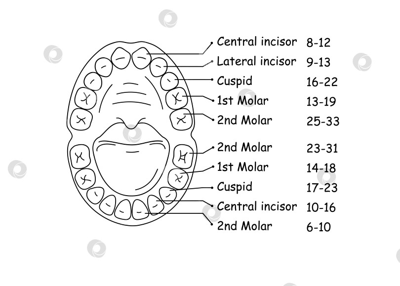 Скачать Схема анатомического строения челюсти и зубов у ребенка. Векторная иллюстрация. фотосток Ozero