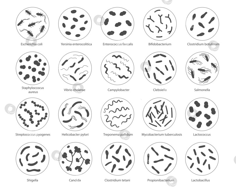 Скачать Набор бактерий в увеличительном стекле. Векторная иллюстрация в стиле каракулей фотосток Ozero
