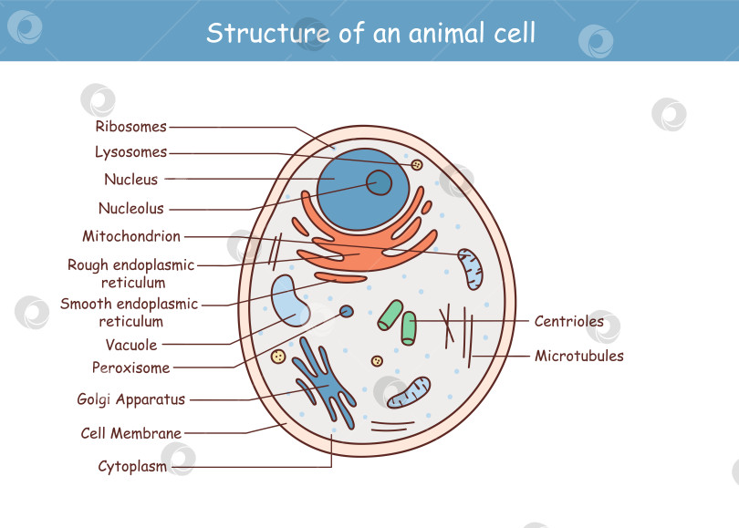 Скачать Векторная иллюстрация анатомической структуры клетки животного. фотосток Ozero