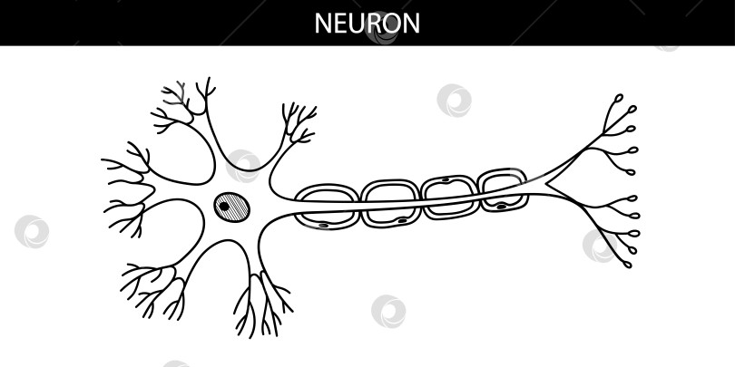 Скачать анатомическая иллюстрация нейрона в мультяшном стиле фотосток Ozero