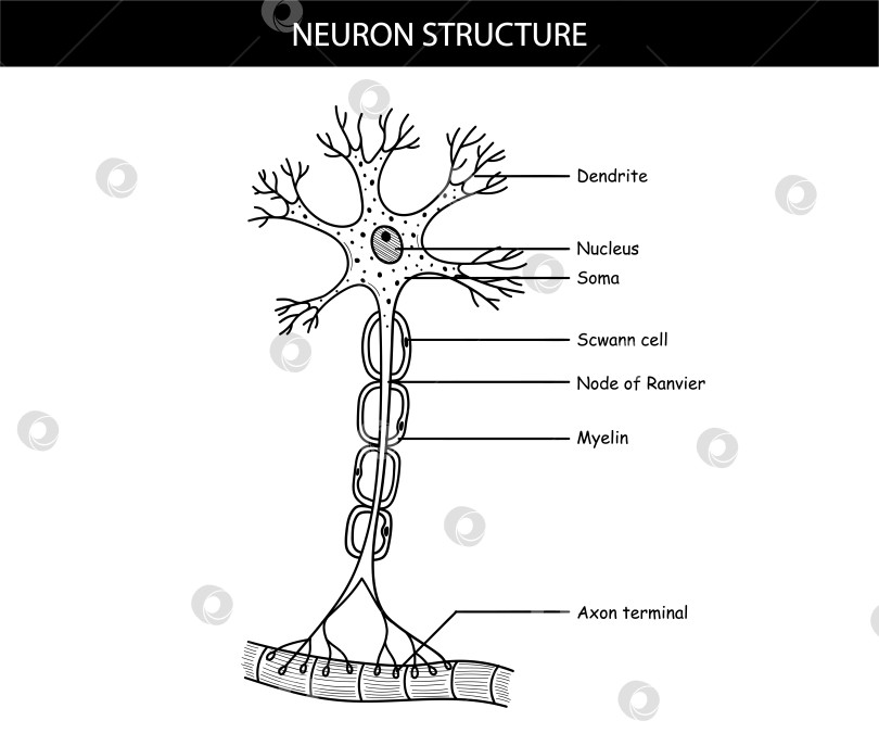 Скачать анатомическая иллюстрация нейрона в мультяшном стиле фотосток Ozero