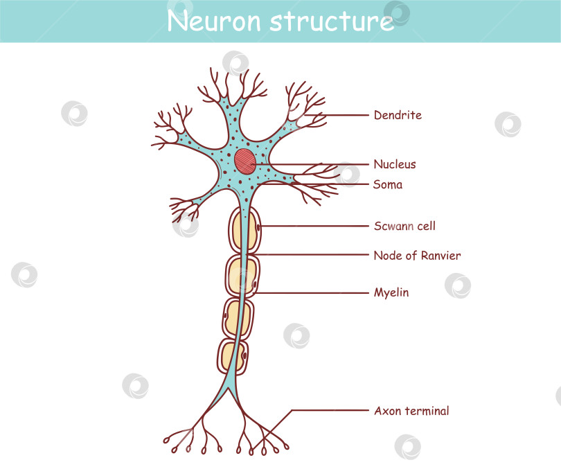 Скачать анатомическая иллюстрация нейрона в мультяшном стиле фотосток Ozero