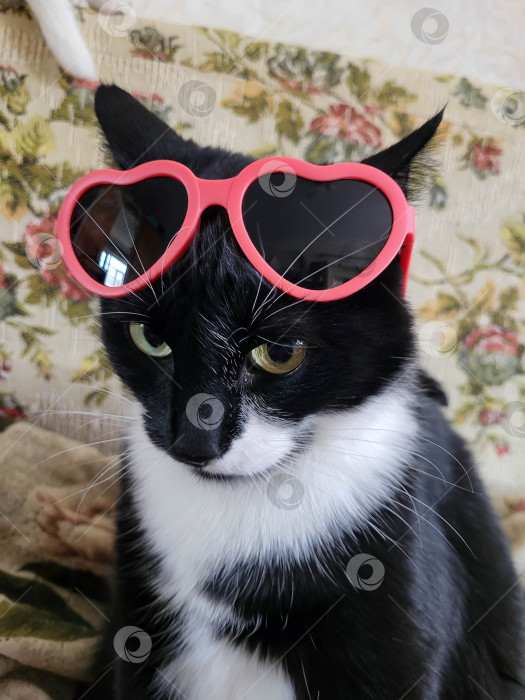 Скачать Задумчивый милый черный кот в солнцезащитных очках в форме красных сердечек. идеально подходит для создания концепции вечеринки или торжества. фотосток Ozero