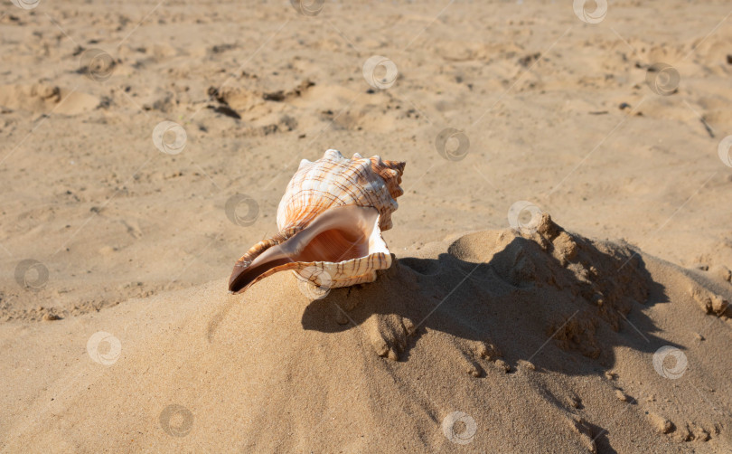 Скачать Большая спиральная ракушка в полоску лежит на пляже на песчаном фоне. фотосток Ozero