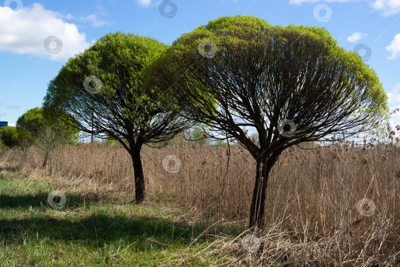 Скачать Красивые деревья Salix fragolis - это хрупкие шаровидные ивы, растущие вдоль шоссе фотосток Ozero