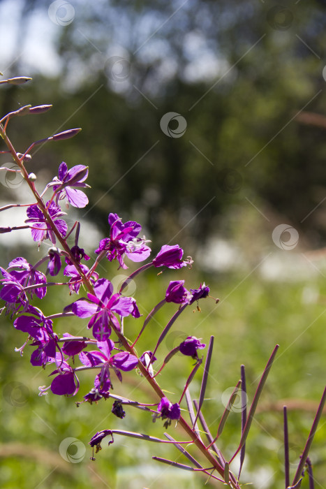 Скачать Пурпурный цветок кипрея узколистного (Epilobium angustifolium) фотосток Ozero