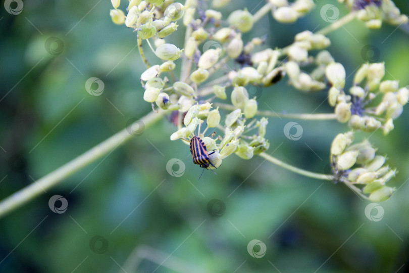 Скачать Небольшое количество Coccinellidae нашло в саду, природа фотосток Ozero