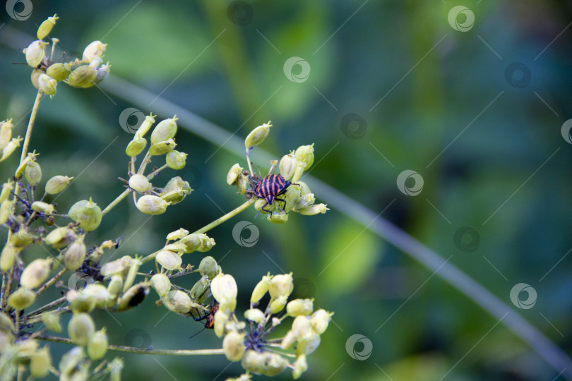 Скачать жук на цветке в природе. макрос. избирательный фокус фотосток Ozero