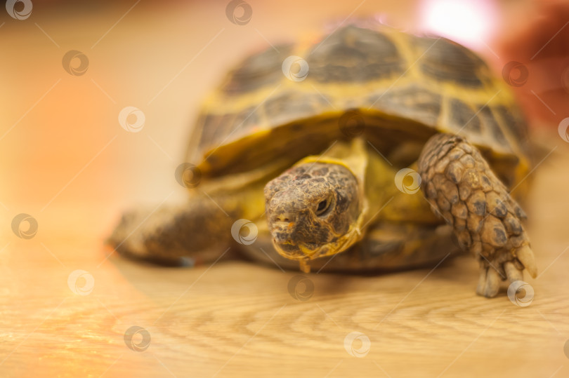 Скачать Черепахи Testudines - один из четырех современных отрядов рептилий. фотосток Ozero