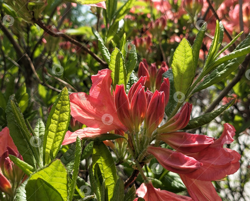 Скачать Цветущий рододендрон rhododendron mole фотосток Ozero