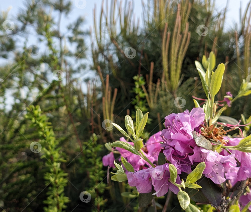 Скачать Цветущий рододендрон на фоне свежей растительности фотосток Ozero