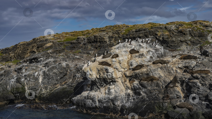 Скачать Морские львы отдыхают, лежа на выступах скалистого острова. фотосток Ozero