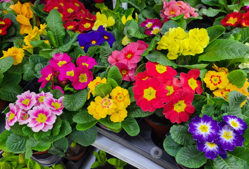 Скачать Яркие весенние цветы примулы. В магазинах продается множество ярких цветов многолетнего растения примула, которые растут в горшках. фотосток Ozero