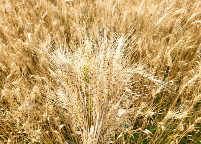 Скачать Небольшой букет из пшеничных колосков на фоне пшеничного поля фотосток Ozero