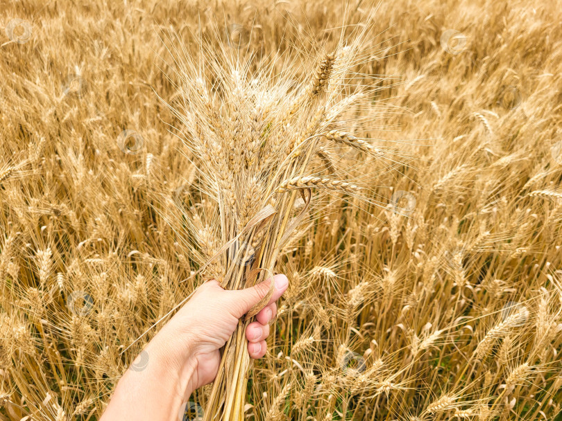 Скачать Рука держит небольшой букетик из пшеничных колосков на фоне пшеничного поля фотосток Ozero