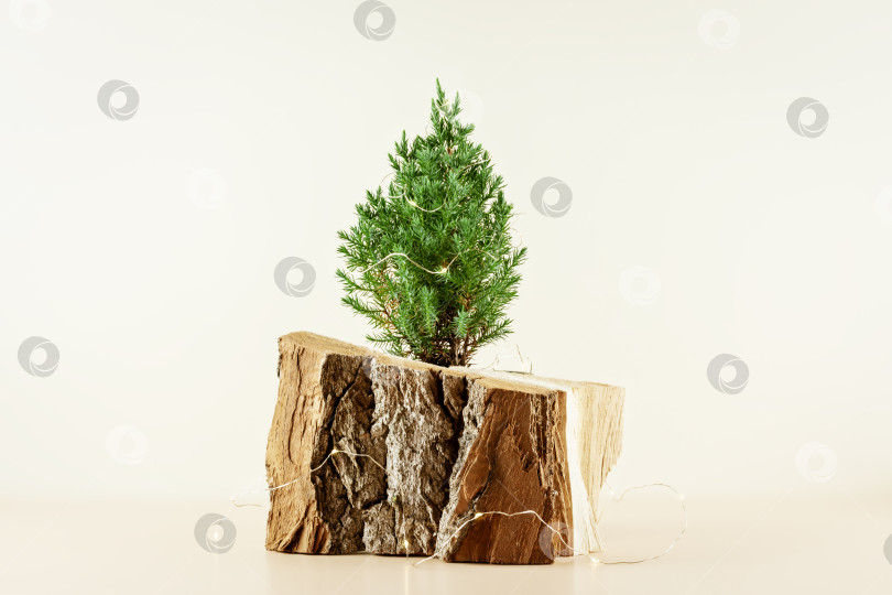 Скачать Маленькая домашняя рождественская елка, посаженная в деревянный горшок фотосток Ozero