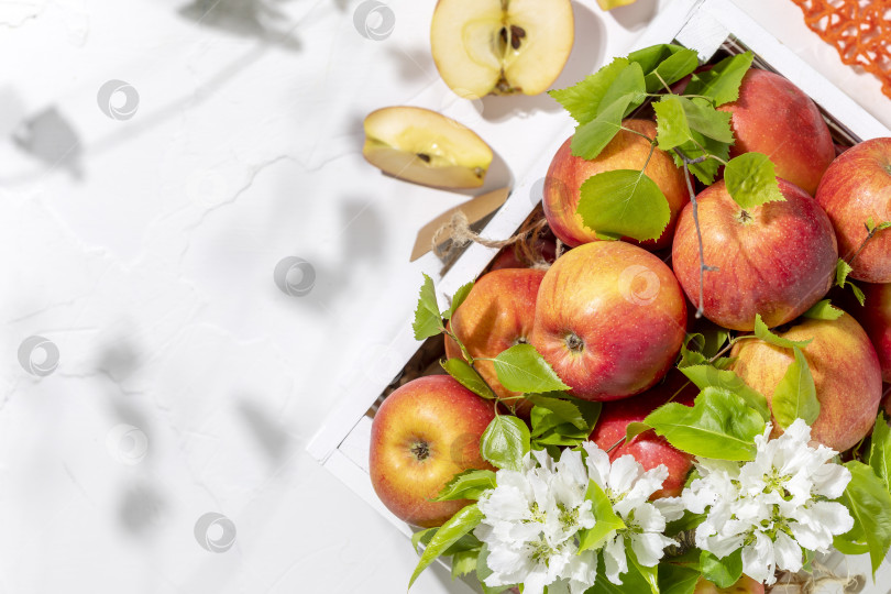 Скачать Натуральные фермерские яблоки в белой деревянной коробке с цветущими ветками фотосток Ozero