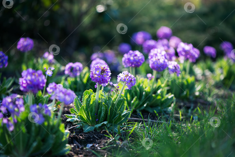 Скачать пурпурные цветы примулы распускаются мелко, весной у примулы Акаулис появляются сиреневые зубчики фотосток Ozero