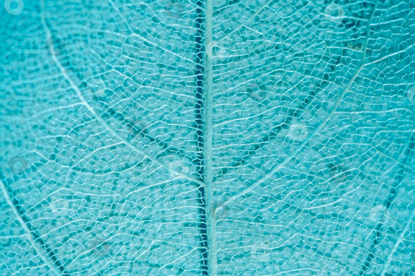 Скачать макросъемка, естественный растительный фон в виде скелетированного листа синего цвета фотосток Ozero