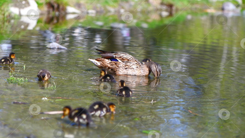 Скачать мать-утка и ее утята плавают в озере и достают корм из воды фотосток Ozero