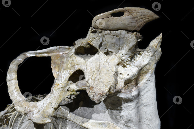Скачать Окаменелости протоцератопса найдены в монгольской пустыне Гоби фотосток Ozero