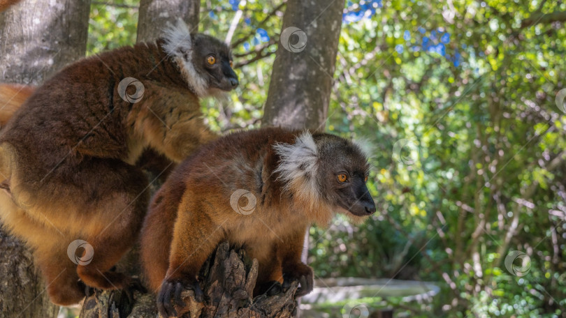 Скачать Две самки лемура Eulemur macaco сидят на дереве и внимательно смотрят друг на друга. фотосток Ozero