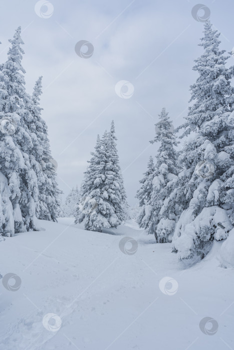 Скачать Стражи леса фотосток Ozero