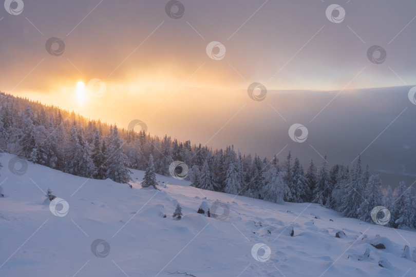 Скачать Золотой горизонт фотосток Ozero