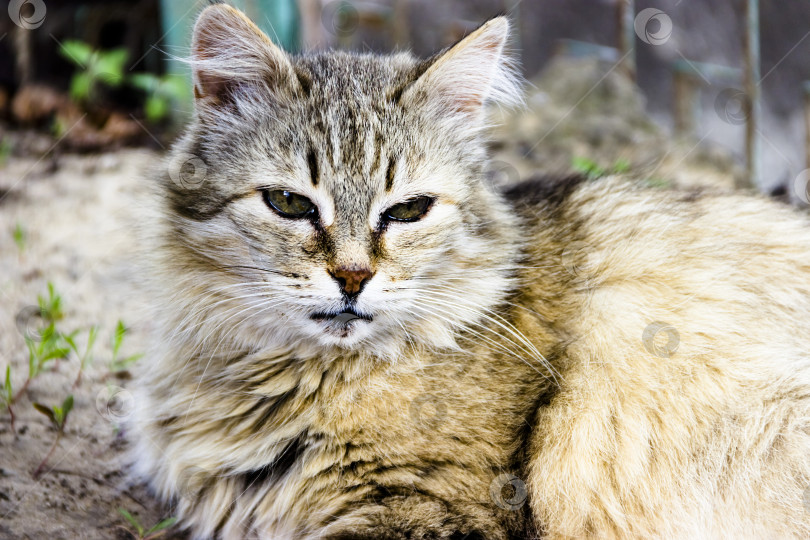 Скачать Греческая кошка на улице в день активного отдыха фотосток Ozero