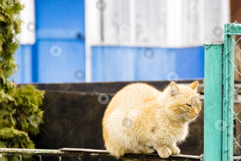 Скачать красивая рыжая кошка сидит на заборе фотосток Ozero