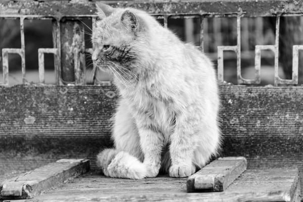 [object Object] undefined