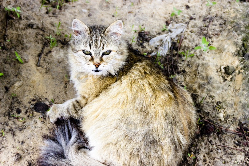 Скачать Греческая кошка на улице в день активного отдыха фотосток Ozero