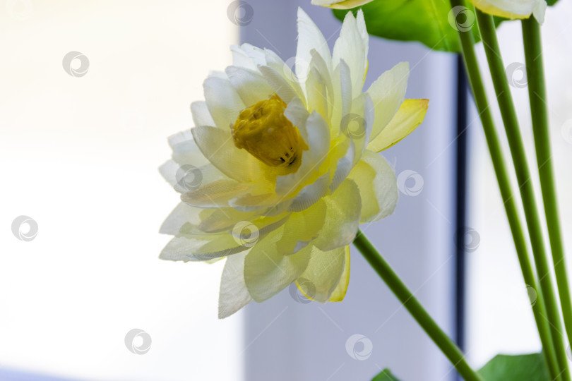 Скачать белый лотос или водяная лилия в искусственном фотосток Ozero