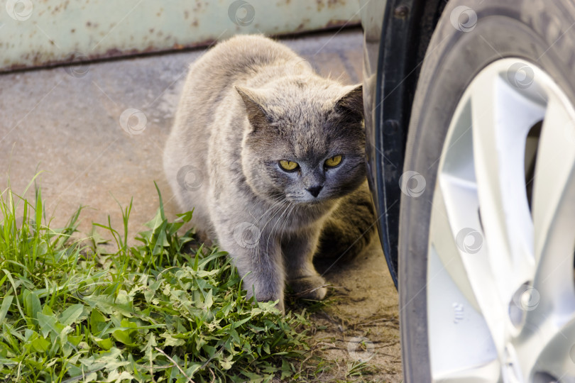 Скачать Одна серая кошка сидит рядом с колесом машины на стоянке фотосток Ozero