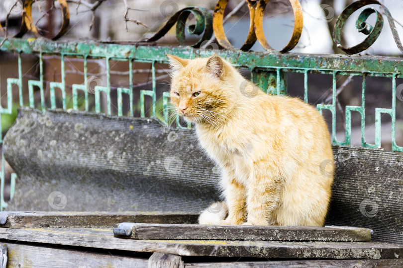 Скачать красивая рыжая кошка сидит на заборе фотосток Ozero