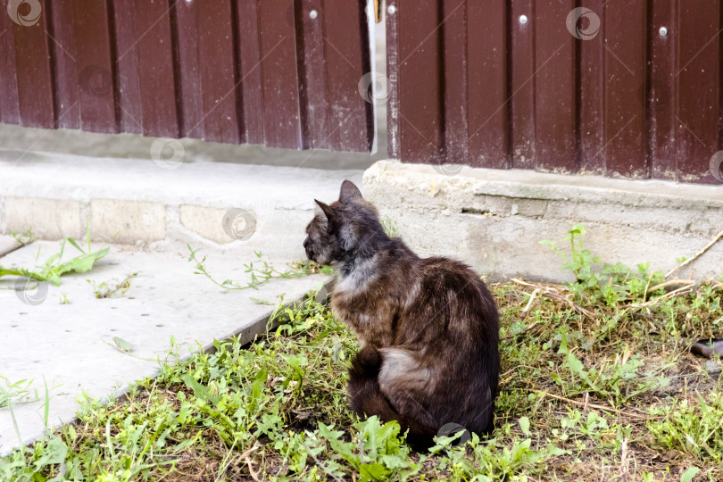 Скачать серая кошка на улице фотосток Ozero