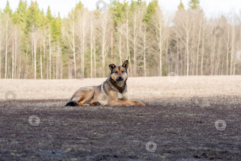 Скачать бездомная собака отдыхает на весеннем поле фотосток Ozero