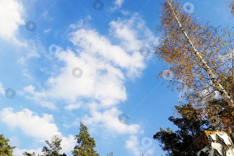 Скачать Фон из облаков и голубого неба с пространством для копирования фотосток Ozero