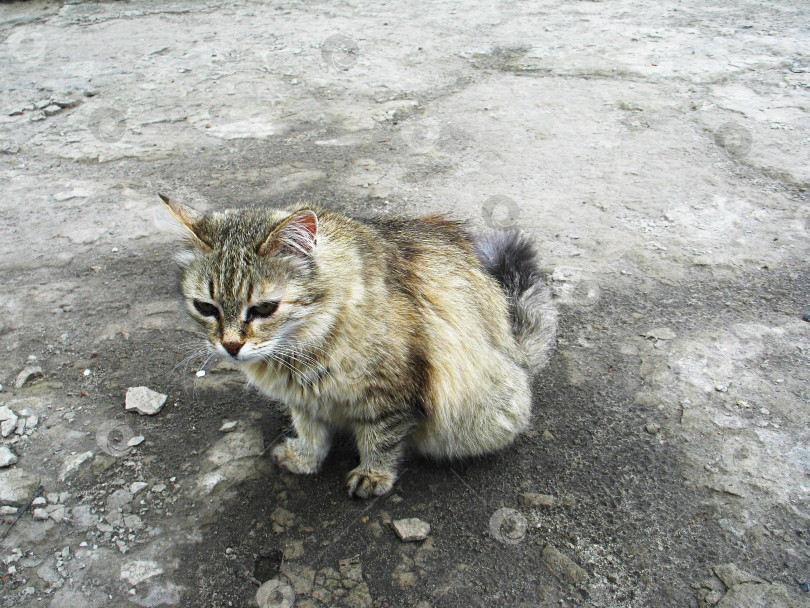 Скачать Греческий кот на улице фотосток Ozero